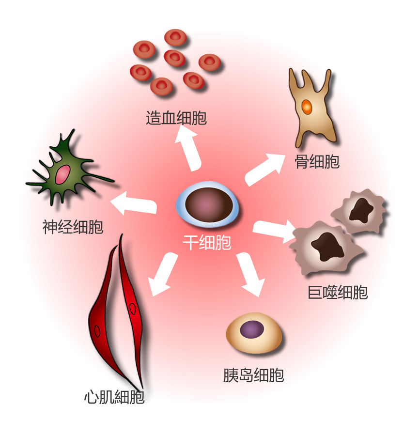 干细胞可分化为造血细胞、血管内皮细胞、心肌细胞、软骨细胞、肝细胞、神经细胞。