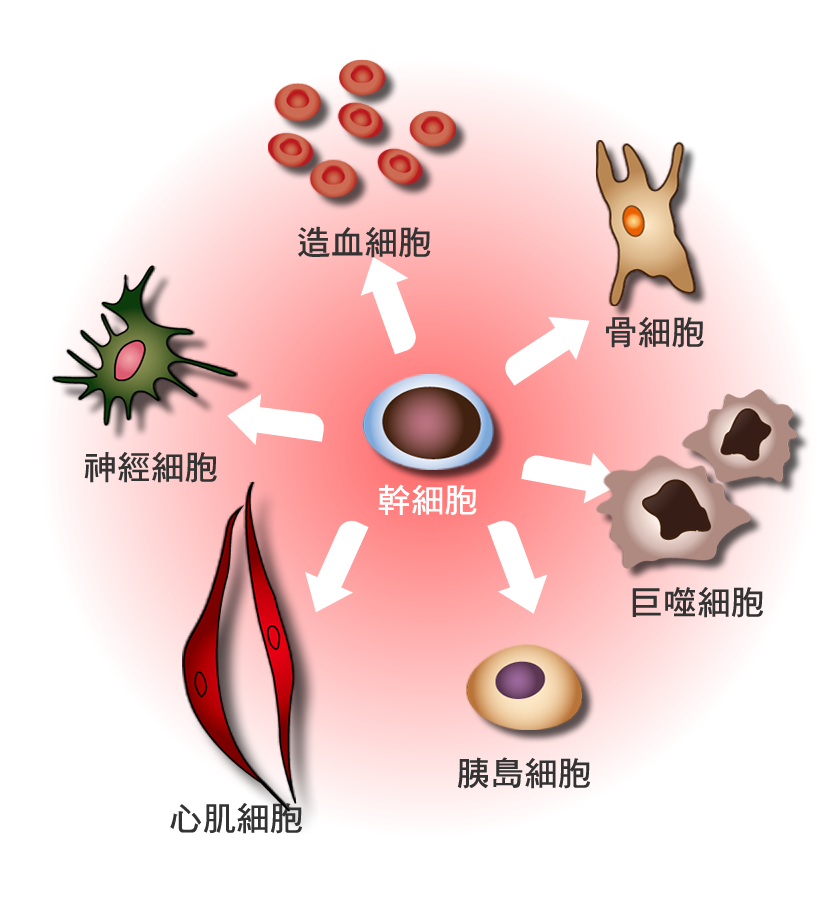 幹細胞可分化為造血細胞、血管內皮細胞、心肌細胞、軟骨細胞、肝細胞、神經細胞。